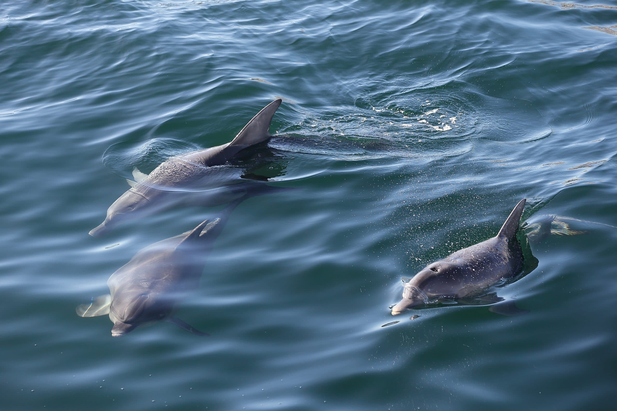 Three Indo-Pacific bottlenose dolphins swimming at the water's surface.