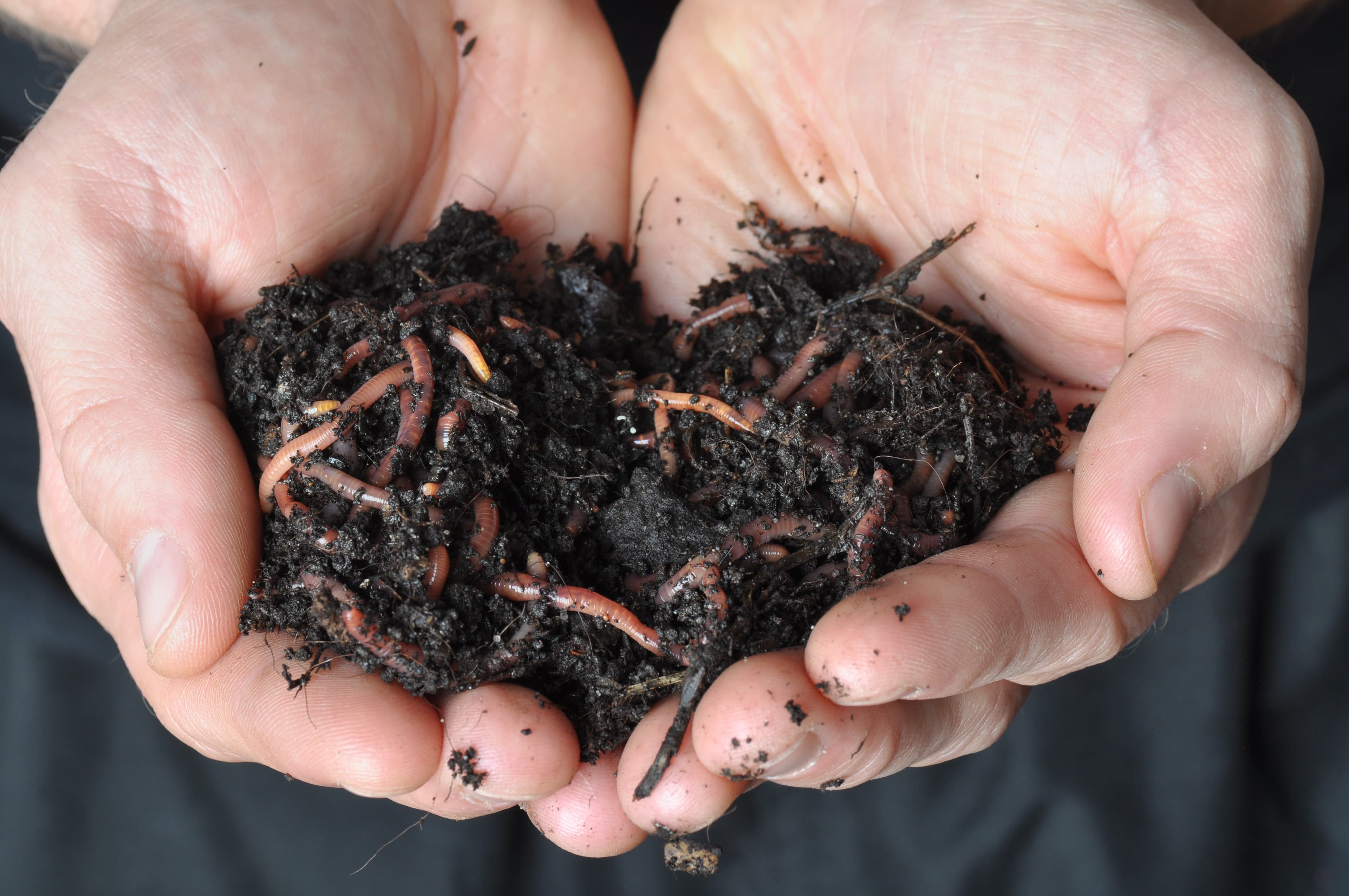 Pair of hands holding a clump of dirt teeming with worms.