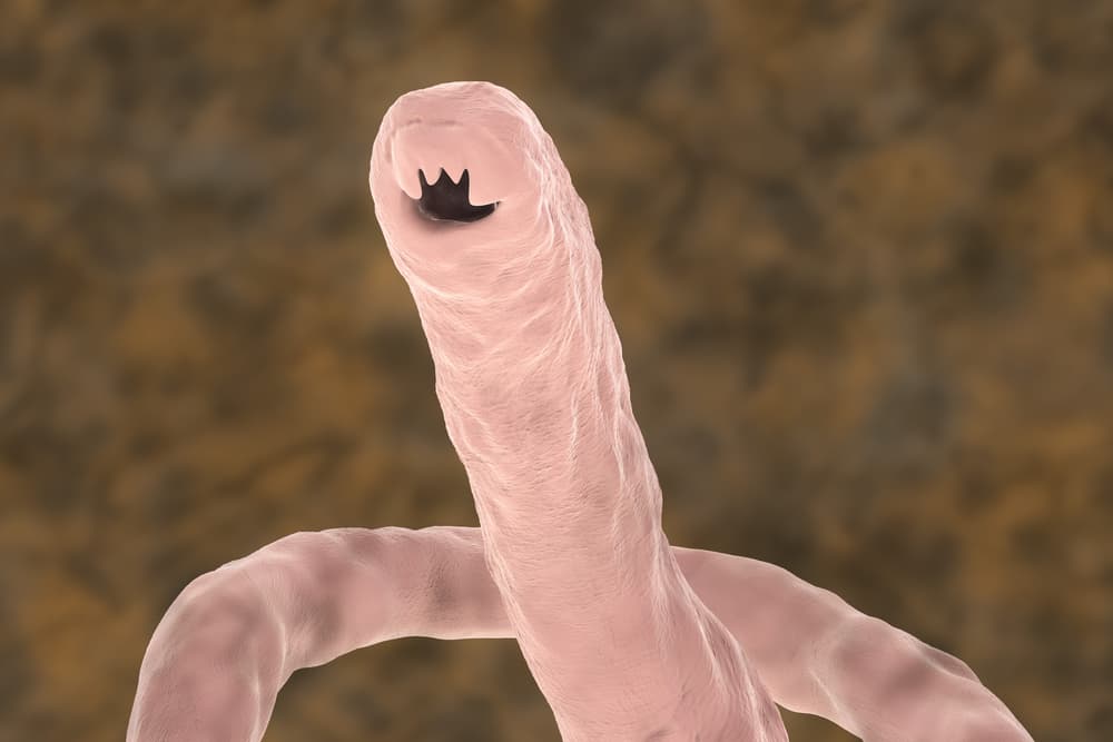The possible health benefits of hookworms