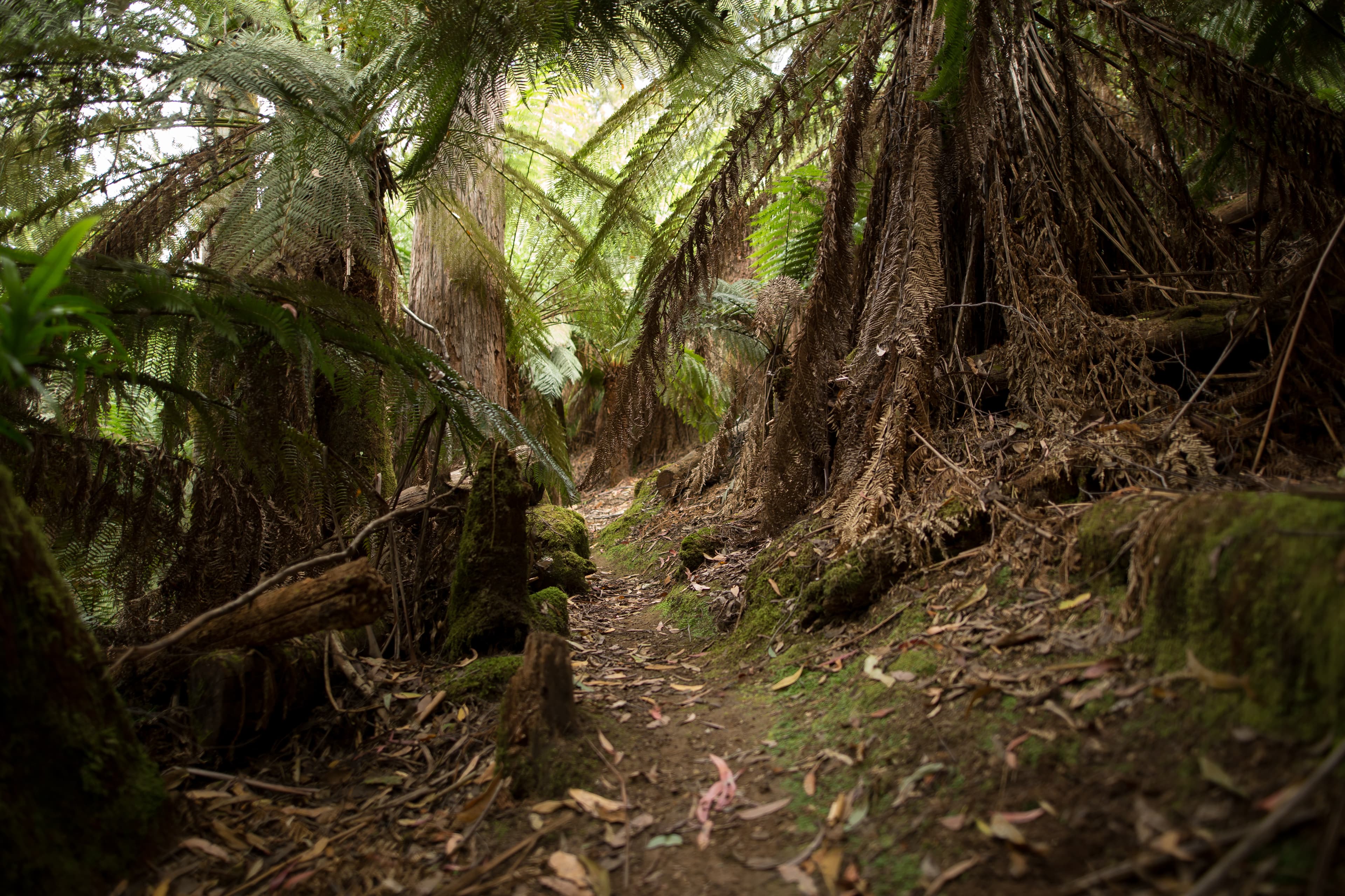 Photo of trees and soil in forest
