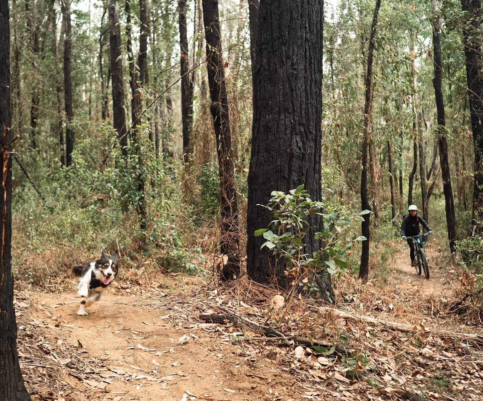 Get Away With Dre at Wingello State Forest mountain biking dog friendly trails with Traildog Chino