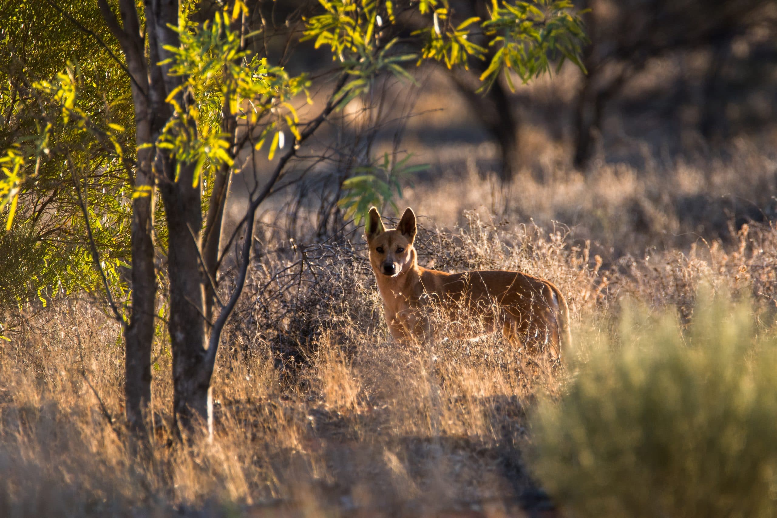 Light brown dingo standing among long yellow grass and small trees in dappled sunlight.