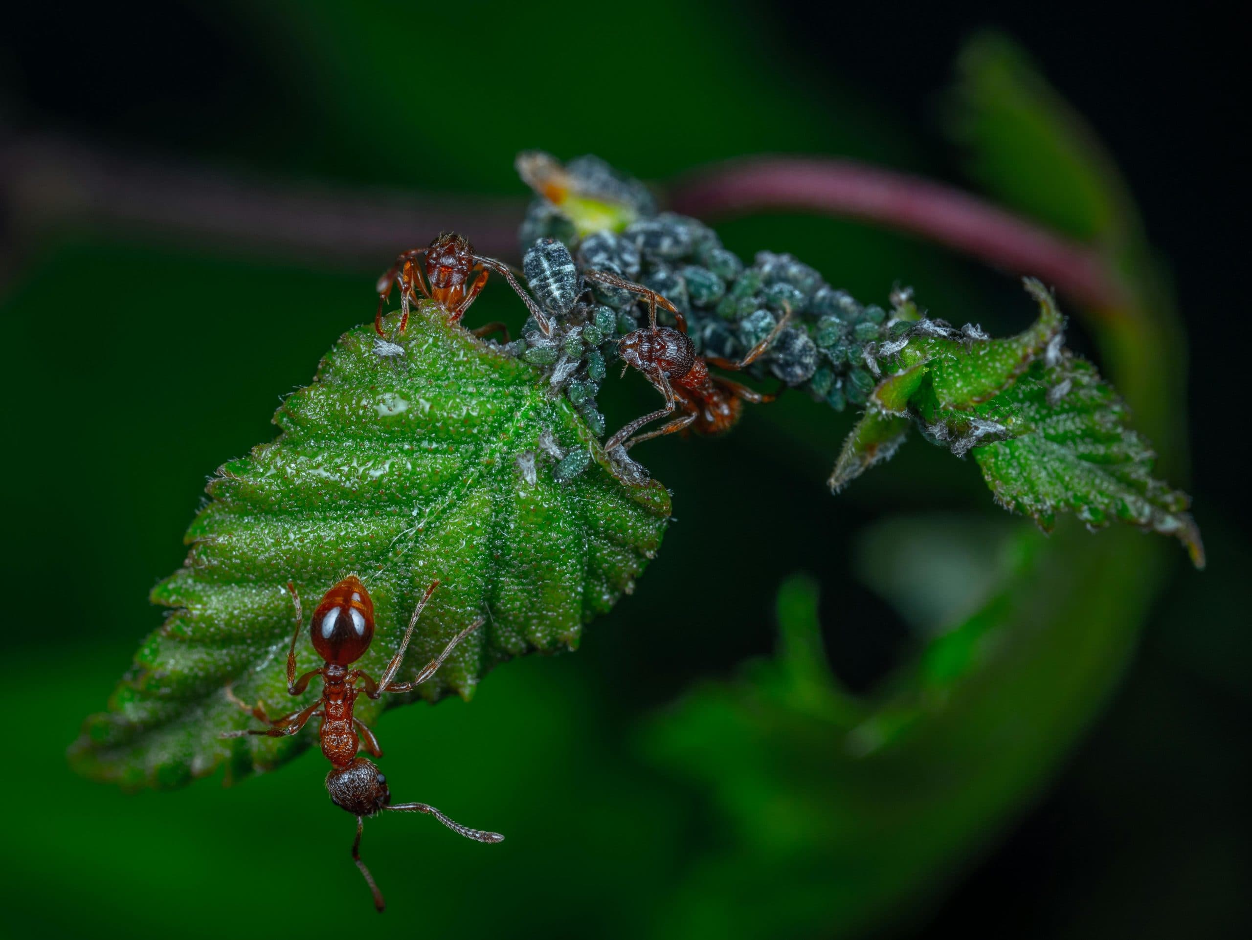 Red ants on a plant with green leaves, a purple stem and dark berries, on a blurry dark green background