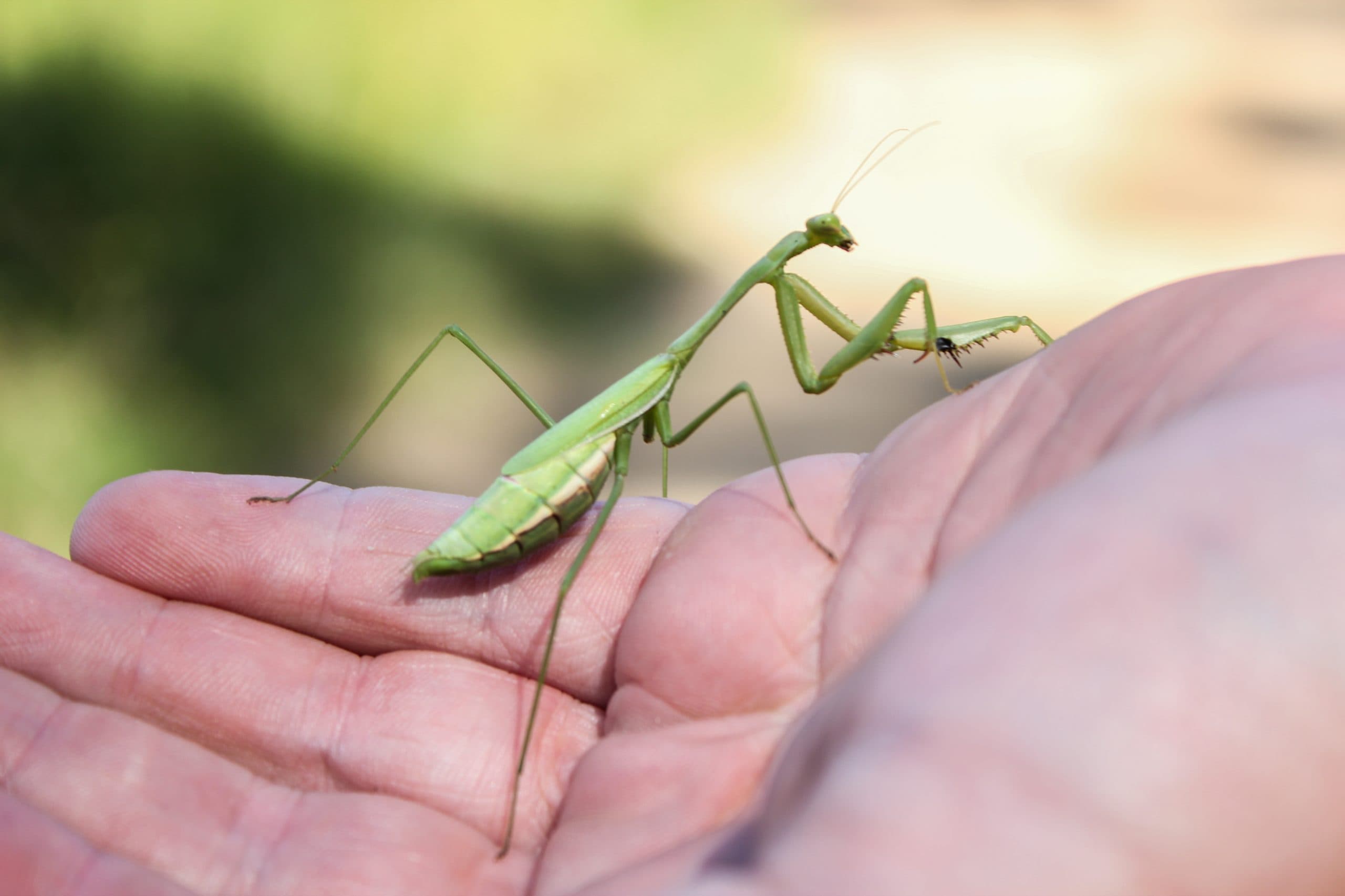 Close up view of a green praying mantis standing on the palm of a person's hand.