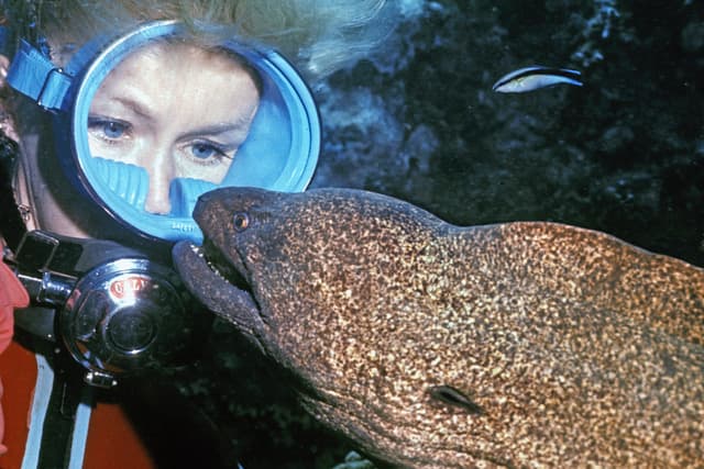 Valerie Taylor swimming with 'Harry' a moray eel she befriended at a Heron Island bommie in 1970.